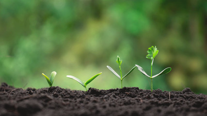 Small trees of different sizes on a green background, the concept of environmental stewardship and World Environment Day.