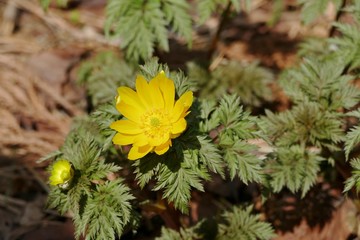 《福寿草》青森県深浦町
