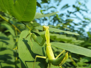 カマキリ mantis