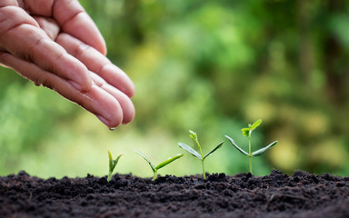 Watering small plants by hand, the concept of caring for the environment and the World Environment Day.
