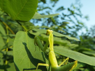 カマキリ mantis