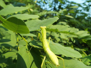 カマキリ mantis