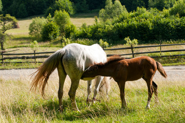 white mare with chestnut foliage in the mountains of a beautiful sunny day