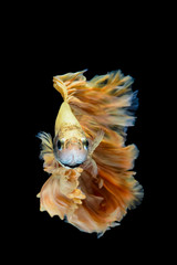 Yellow gold betta fish, siamese fighting fish on black background