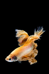 Yellow gold betta fish, siamese fighting fish on black background