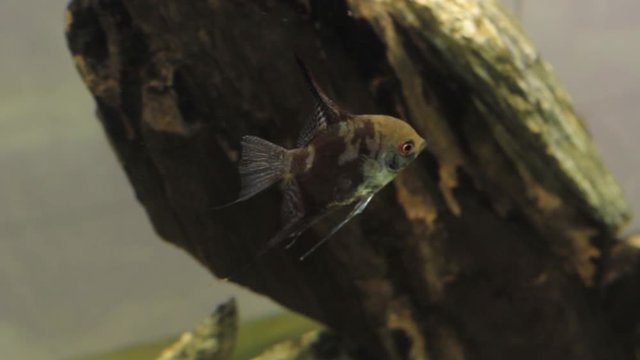 close-up aquarium fish angelfish