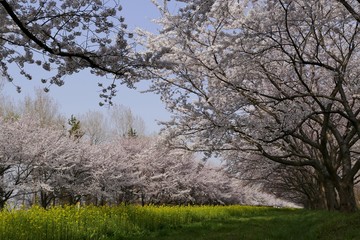 《菜の花ロード》秋田県大潟村