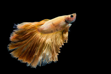 Yellow gold betta fish, siamese fighting fish on black background
