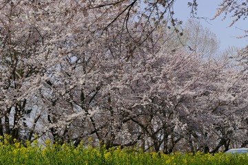 《菜の花ロード》秋田県大潟村