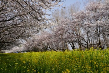 《菜の花ロード》秋田県大潟村