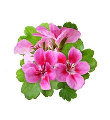 Pink geranium flowers and green leaves in a floral arrangement
