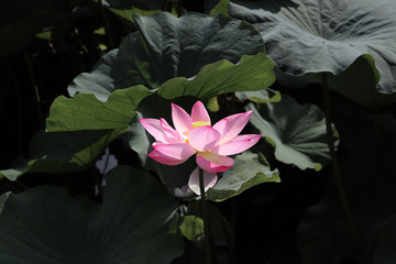 ハス（蓮）の花