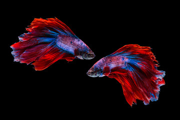Obraz na płótnie Canvas Red and blue betta fish, siamese fighting fish on black background