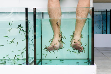 Legs of man sitting on pedicure fish spa.