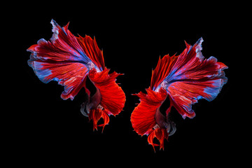 Red and blue betta fish, siamese fighting fish on black background