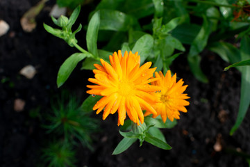 Macro shot of orange calendula or English marigold flowers