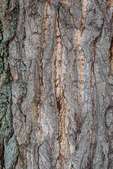Closeup Tree Bark Texture Background