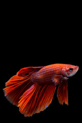 Fototapeta premium Red betta fish, siamese fighting fish on black backgroundRed betta fish, siamese fighting fish on black background