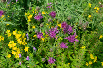 Obraz premium Flowers of Centaurea scabiosa or greater knapweed in summer garden