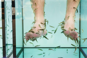 Close up view of fish and man feet in blue water. Pedicure fish spa. Rufa garra fish spa treatment