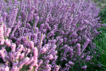 Obraz premium Erica Carnea or Myretoun Ruby Violet flowers in spring garden