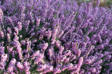 Erica Carnea or Myretoun Ruby Violet flowers in spring garden