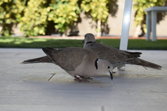 p&aacute;jaros comiendo pan en suelo rural un d&iacute;a soleado de vacaciones
