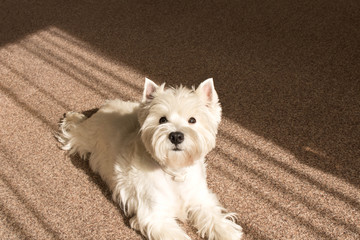 West highland white Terrier lies at home on the carpet