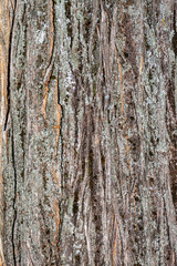 Closeup Tree Bark Texture Background
