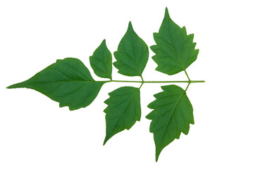 Fresh green leaves isolated on white background