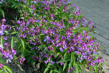 Lathyrus vernus, spring vetchling, spring pea or spring vetch