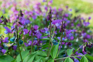 Lathyrus vernus, spring vetchling, spring pea or spring vetch