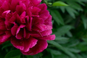 Beautiful red peony or paeony with buds and leaves