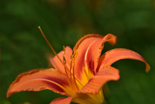 Closeup of an orange lily with yellow bee pollen in front of green background in spring