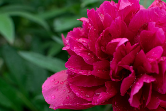 Beautiful red peony or paeony with buds and leaves