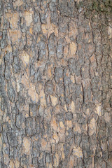 Closeup Tree Bark Texture Background