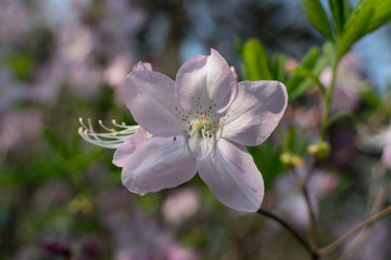 White and pink Rhododendron schlippenbachii flowers in spring garden