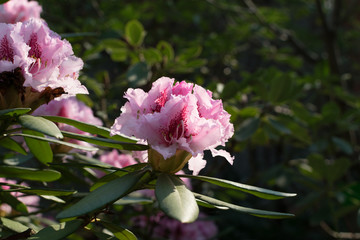 White and pink rhododendron flowers in spring garden