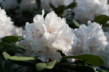 White and pink rhododendron pseudochrysanthum flowers in spring garden