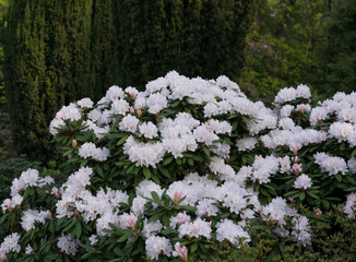 Fototapeta premium Rhododendron flowers in spring garden close up