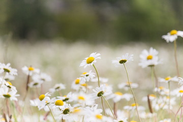 A field of daisies with a light white blurry bokeh background