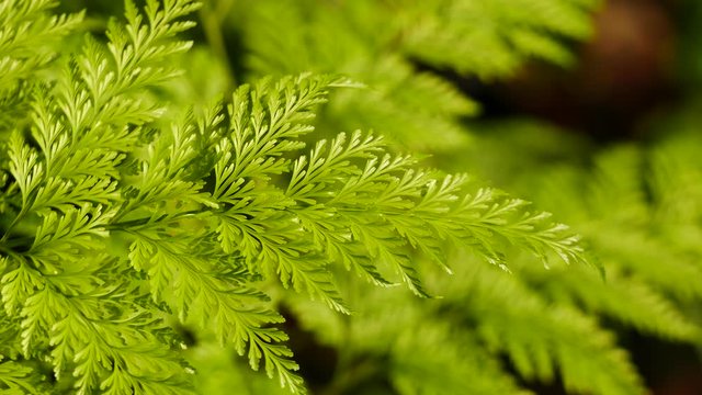 The Pattern of  The Lucyhairfoot Moving from The Wind Blows