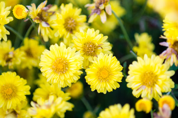 Yellow chrysanthemum flowers