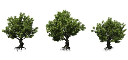 Set of American beech trees in the summer - isolated on white background