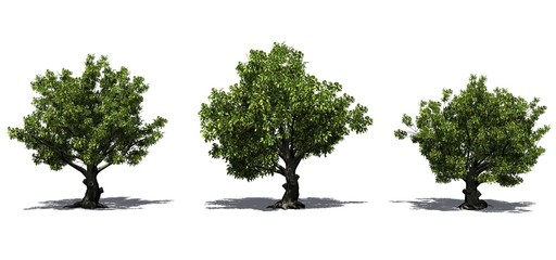 Set of American beech trees in the summer with shadow on the floor - isolated on white background
