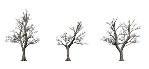Set of Green Ash trees in the winter - isolated on white background