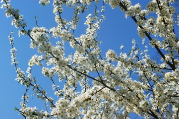 Pink cherry blossoms blooming in bright springtime sun