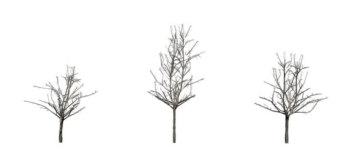 Set of Japanese Maple trees in the winter - isolated on white background