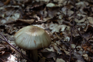 Pilze und Farne in Bayrischen Wäldern