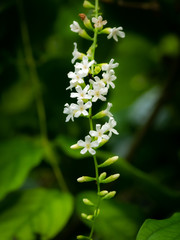 Bouquet of Fiddle Wood  Flowers Hanging